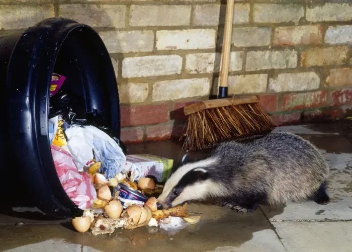 Framed Print : Badger - at dustbin Framed Print : Badger - at dustbin