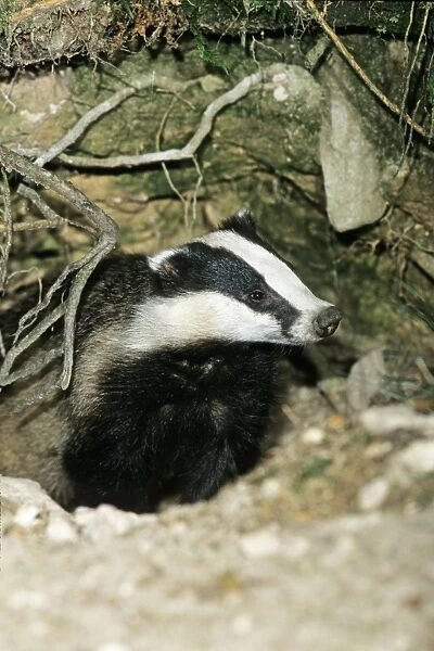 Badger - female or sow at entrance of sett - Lower Saxony - Germany