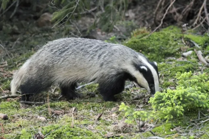 Framed Print : Badger - searching for food in forest - Hessen - Germany Framed Print : Badger - searching for food in forest - Hessen - Germany