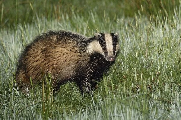 Badger - searching for food on meadow after rain in summer, Lower Saxony, Germany