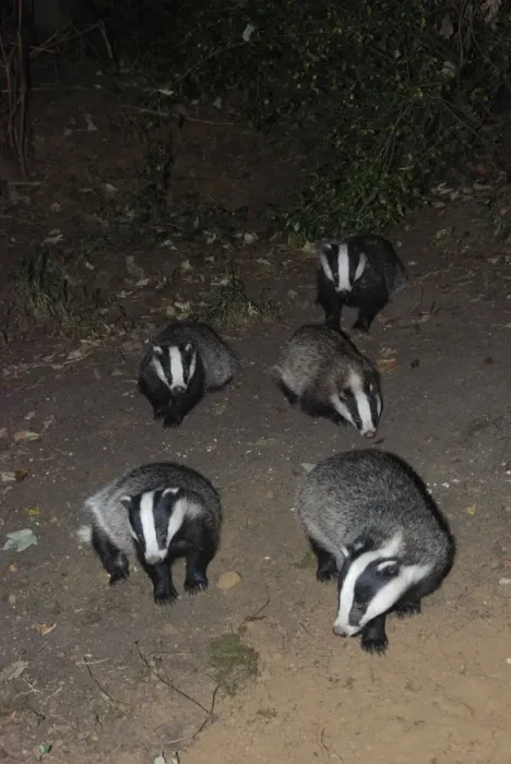 Framed Print : Badger - social group - Essex Framed Print : Badger - social group - Essex