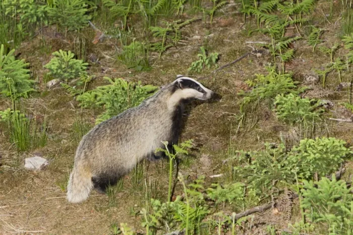 Framed Print : Badger - in woodland - leaving sett - Lower Saxony - Germany