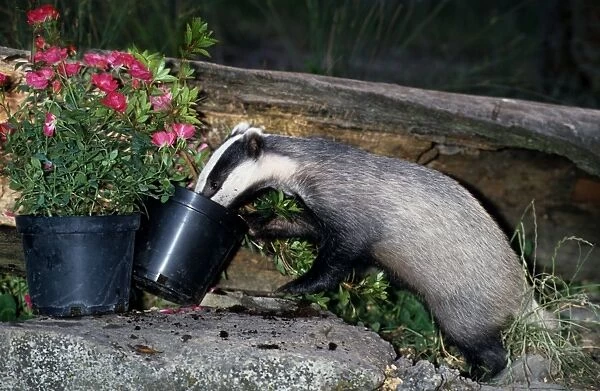 Badger - Young in garden sniffing in flowerpots - Somerset - England
