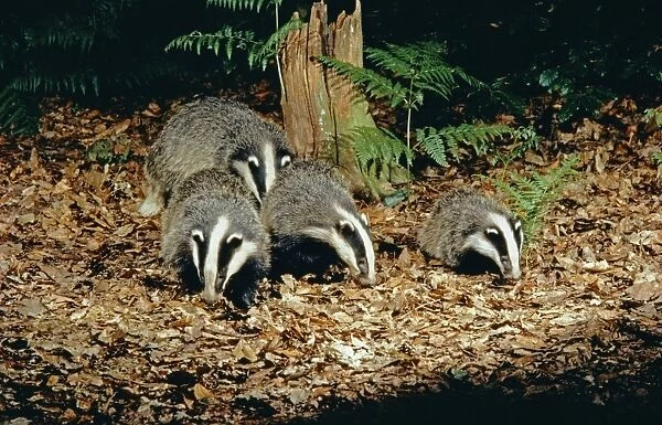 Badgers - adults with 3 month old cub