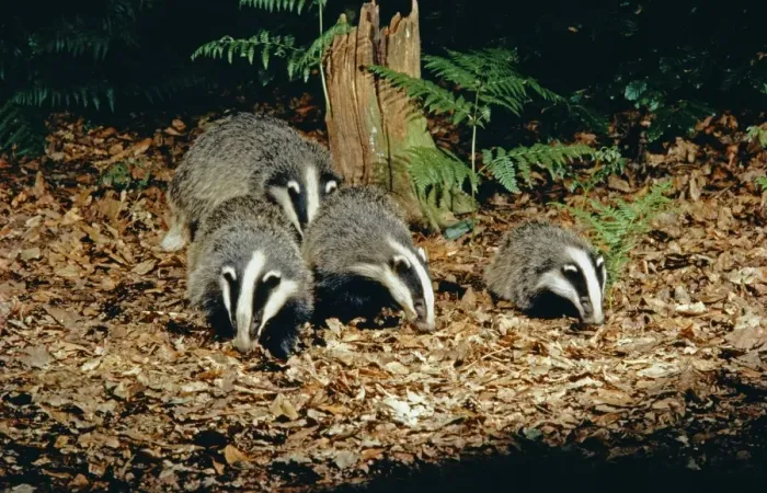Framed Print : Badgers - adults with 3 month old cub Framed Print : Badgers - adults with 3 month old cub