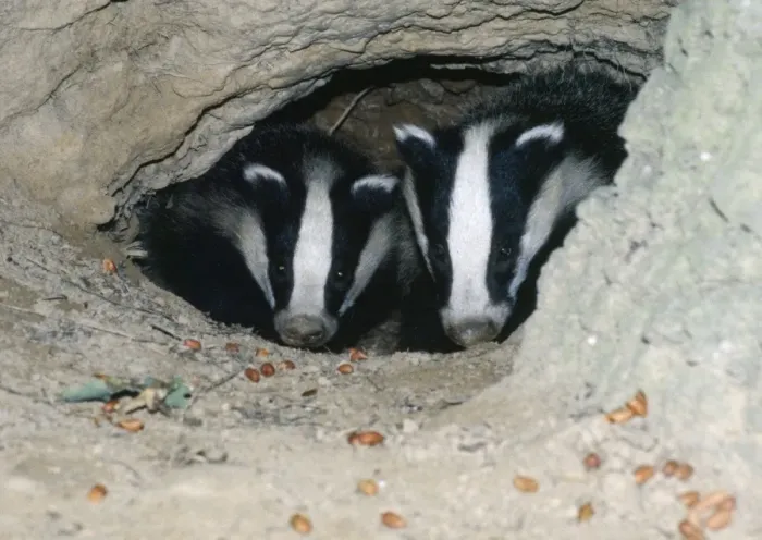 Framed Print : Badgers - in sett Framed Print : Badgers - in sett
