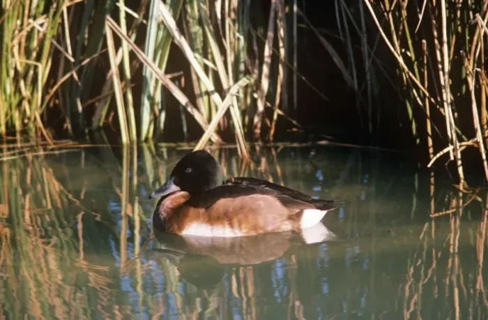 Framed Print : Baer's Pochard Duck Framed Print : Baer's Pochard Duck