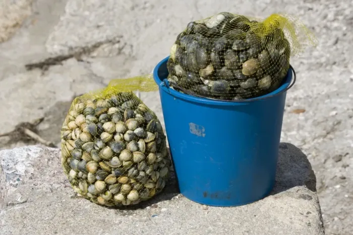Framed Print : Bag of cockles and bucket of mussels Vilanova Galicia Spain