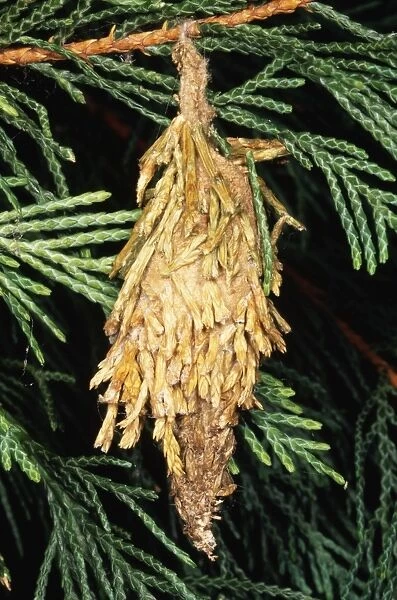 Bag Moth - Larva, Mimicry of Conifer. USA