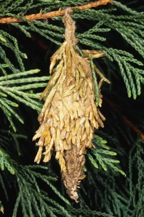Framed Print : Bag Moth - Larva, Mimicry of Conifer. USA Framed Print : Bag Moth - Larva, Mimicry of Conifer. USA