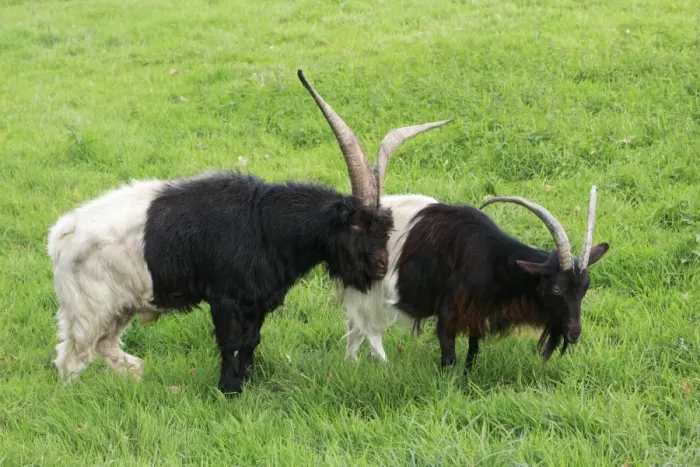 Framed Print : Bagot Goat - male and female on meadow, Lower Saxony, Germany Framed Print : Bagot Goat - male and female on meadow, Lower Saxony, Germany
