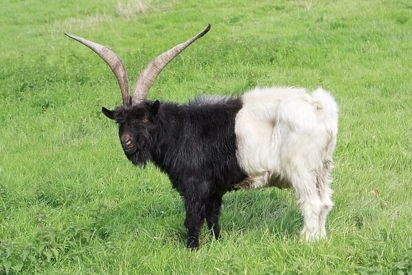Bagot Goat - male on meadow, Lower Saxony, Germany