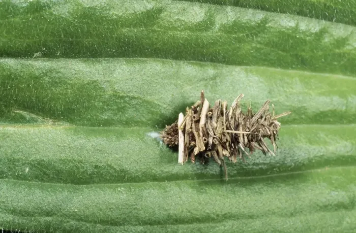 Framed Print : Bagworm Psychid Moth - larval in camouflaged pupal case. Fam: Psychidae Framed Print : Bagworm Psychid Moth - larval in camouflaged pupal case. Fam: Psychidae