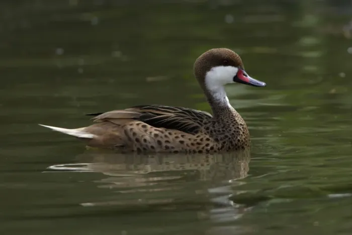 Framed Print : Bahama Pintail-swimming on lake, Washington WWT, Tyne and Wear UK Framed Print : Bahama Pintail-swimming on lake, Washington WWT, Tyne and Wear UK