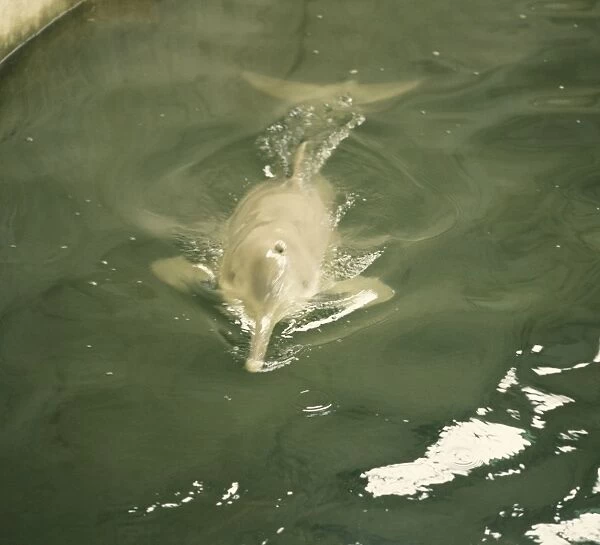 Baiji  /  Chinese River Dolphin  /  Yangtze River Dolphin  /  White Flag Dolphin and Whitefin Dolphin
