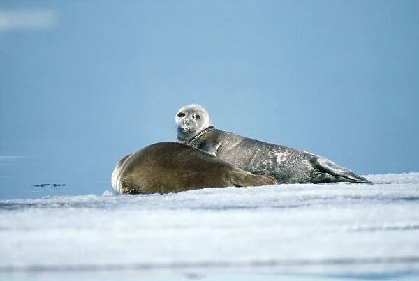 Baikal  /  Nerpa Seal - endemic to lake Baikal Russia Latin formerly know as Pusa sibirica