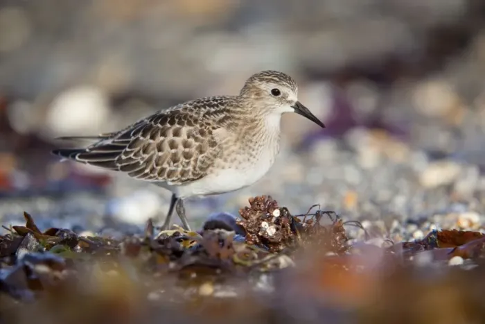 Framed Print : Baird's Sandpiper - Juvenile - Marazion - Cornwall - UK Framed Print : Baird's Sandpiper - Juvenile - Marazion - Cornwall - UK