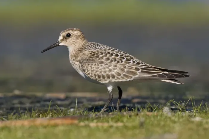 Framed Print : Baird's Sandpiper - in September at Jamaica Bay NWR, NY, USA Framed Print : Baird's Sandpiper - in September at Jamaica Bay NWR, NY, USA