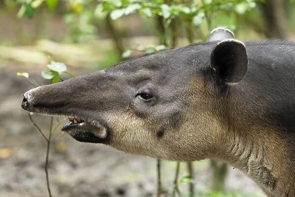 Baird's Tapir Belize