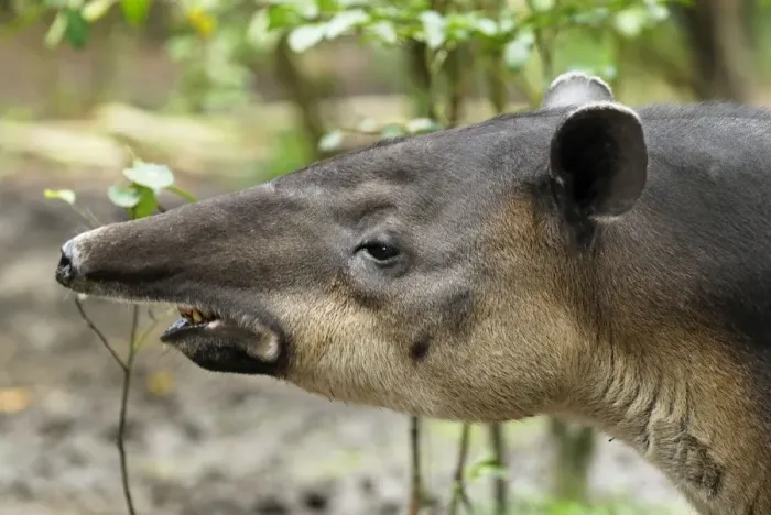 Framed Print : Baird's Tapir Belize Framed Print : Baird's Tapir Belize