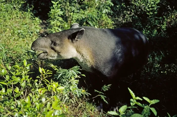Framed Print : Baird's Tapir - side view eating Framed Print : Baird's Tapir - side view eating