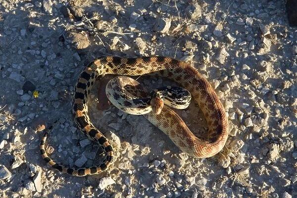 Baja California Gopher snake (Fam. Colubridae) - Photographed in Baja California South, Mexico