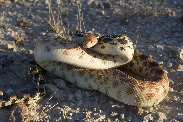 Baja California Gopher snake (Fam. Colubridae) - Photographed in Baja California South, Mexico