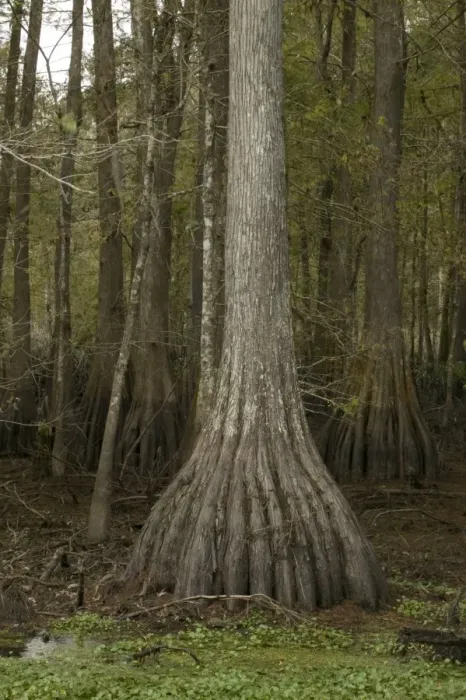 Framed Print : Bald Cypress - Found in southern U. S. and Mexico - occasionaly reaches 150 feet in height - wood very durable and used in construction, railways ties posts and in cooperage - lives in wet areas that flood several times a year. Louisiana, USA Framed Print : Bald Cypress - Found in southern U. S. and Mexico - occasionaly reaches 150 feet in height - wood very durable and used in construction, railways ties posts and in cooperage - lives in wet areas that flood several times a year. Louisiana, USA