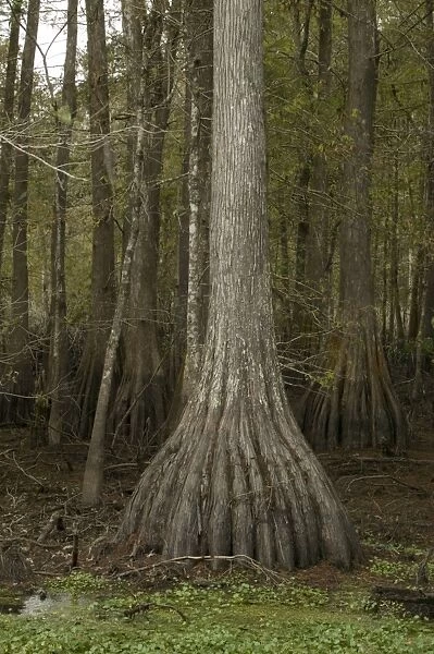 Bald Cypress - Found in southern U. S. and Mexico - occasionaly reaches 150 feet in height - wood very durable and used in construction, railways ties posts and in cooperage - lives in wet areas that flood several times a year. Louisiana, USA