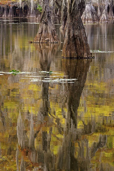 Bald Cypress tree draped in Spanish moss with fall colors. Caddo Lake State Park, Uncertain, Texas Date: 26-10-2021