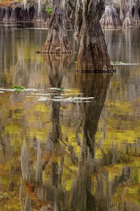 Framed Print : Bald Cypress tree draped in Spanish moss with fall colors. Caddo Lake State Park, Uncertain, Texas Date: 26-10-2021 Framed Print : Bald Cypress tree draped in Spanish moss with fall colors. Caddo Lake State Park, Uncertain, Texas Date: 26-10-2021