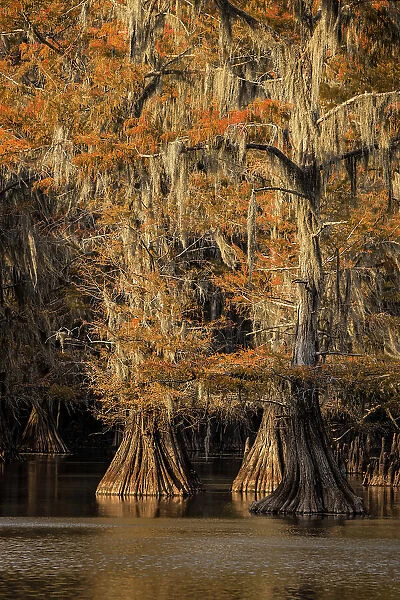 Bald Cypress tree draped in Spanish moss with fall colors at sunset. Caddo Lake State Park, Uncertain, Texas Date: 26-10-2021