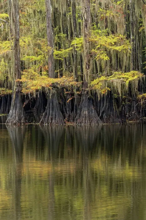 Framed Print : Bald Cypress tree draped in Spanish moss with fall colors. Caddo Lake State Park, Uncertain, Texas Date: 27-10-2021 Framed Print : Bald Cypress tree draped in Spanish moss with fall colors. Caddo Lake State Park, Uncertain, Texas Date: 27-10-2021