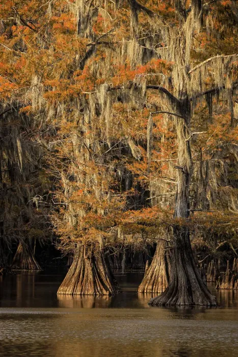 Framed Print : Bald Cypress tree draped in Spanish moss with fall colors at sunset. Caddo Lake State Park, Uncertain, Texas Date: 26-10-2021 Framed Print : Bald Cypress tree draped in Spanish moss with fall colors at sunset. Caddo Lake State Park, Uncertain, Texas Date: 26-10-2021
