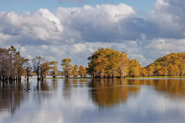 Framed Print : Bald cypress trees in autumn. Caddo Lake, Uncertain, Texas Date: 27-10-2021