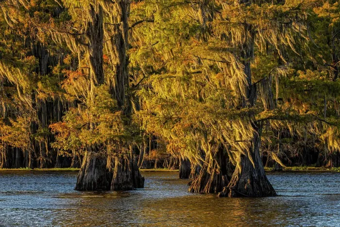 Framed Print : Bald cypress trees in autumn colors at sunset. Caddo Lake, Uncertain, Texas Date: 27-10-2021
