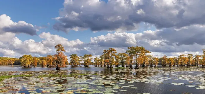 Framed Print : Bald cypress trees in autumn and lily-ads. Caddo Lake, Uncertain, Texas Date: 26-10-2021