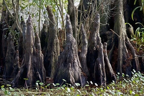 Bald Cypress Trees Knees - in Louisiana Swamp - Growths with function being unclear but thought to be helpful in respiration Louisiana - USA