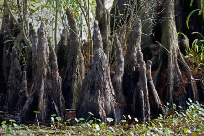 Framed Print : Bald Cypress Trees Knees - in Louisiana Swamp - Growths with function being unclear but thought to be helpful in respiration Louisiana - USA Framed Print : Bald Cypress Trees Knees - in Louisiana Swamp - Growths with function being unclear but thought to be helpful in respiration Louisiana - USA
