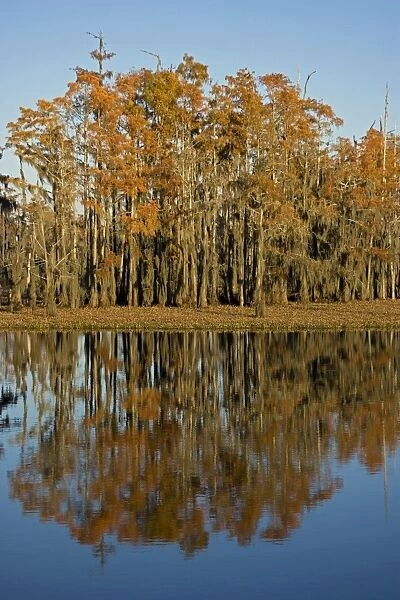 Bald Cypress Trees - with reflection in Louisiana Swamp, autumn. Louisiana, USA