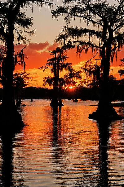 Bald cypress trees silhouetted at sunset. Caddo Lake, Uncertain, Texas Date: 27-10-2021