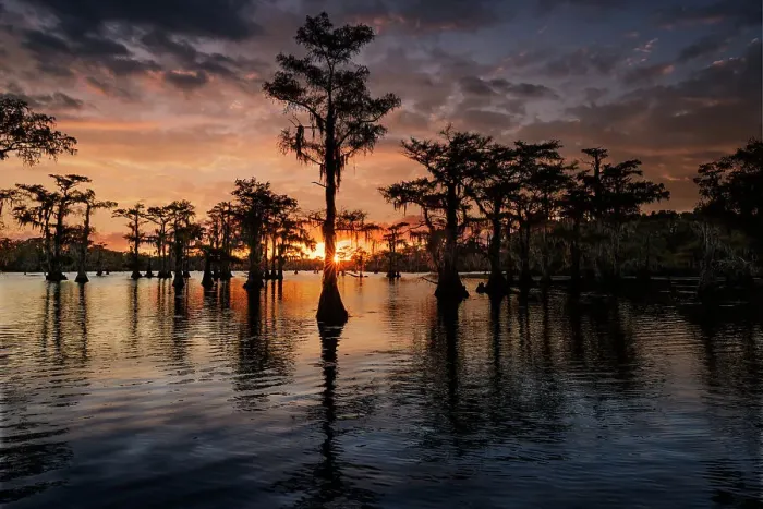Framed Print : Bald cypress trees silhouetted at sunset. Caddo Lake, Uncertain, Texas Date: 26-10-2021 Framed Print : Bald cypress trees silhouetted at sunset. Caddo Lake, Uncertain, Texas Date: 26-10-2021