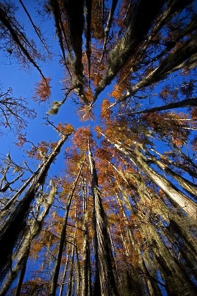 Bald Cypress Trees - in swamp, Autumn. Louisiana, USA