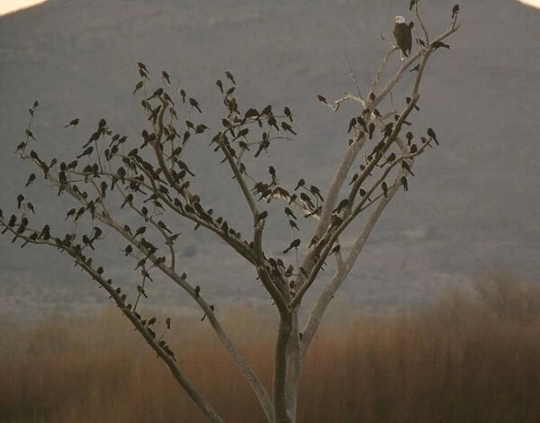 Bald Eagle - adult perched in tree, with large flock of Great-tailed Grackles. Bosque del Apache National Wildlife Refuge