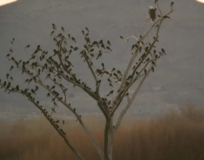 Framed Print : Bald Eagle - adult perched in tree, with large flock of Great-tailed Grackles. Bosque del Apache National Wildlife Refuge Framed Print : Bald Eagle - adult perched in tree, with large flock of Great-tailed Grackles. Bosque del Apache National Wildlife Refuge