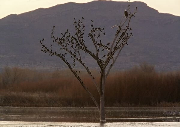 Bald Eagle - adult perched in tree, with large flock of Great-tailed Grackles Bosque del Apache National Wildlife Refuge