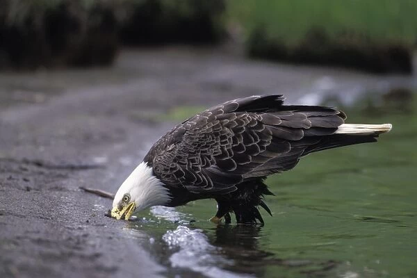 Bald Eagle - cleaning beak on sandy shore - Dutch Harbor - Alaska