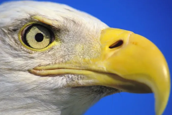 Framed Print : Bald Eagle - Close-up of face Framed Print : Bald Eagle - Close-up of face
