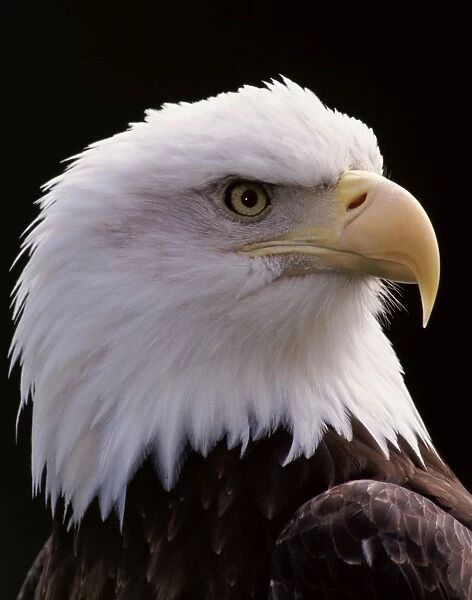 Bald Eagle - Close-up of head BE2122