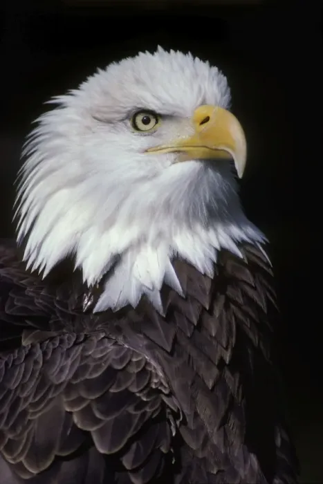 Framed Print : Bald Eagle - Close-up of head BE966 Framed Print : Bald Eagle - Close-up of head BE966